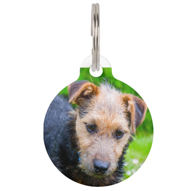 Lakeland Terrier. Pet ID Tag (Front)