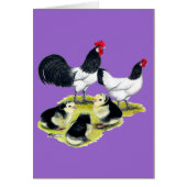 Lakenvelder Chicken Family (Front)