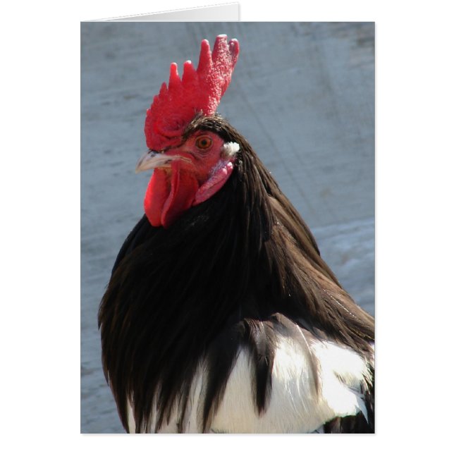Lakenvelder Rooster All Occasion Blank Greeting (Front)