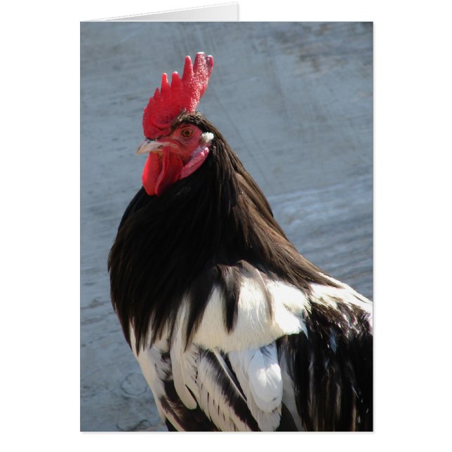 Lakenvelder Rooster Cards (Front)