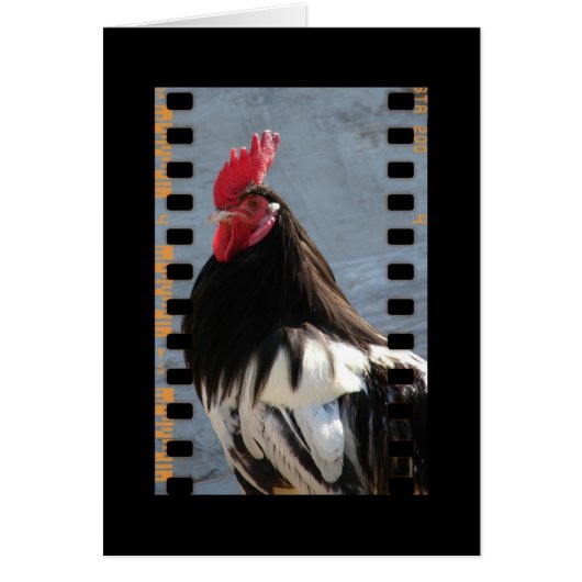 Lakenvelder Rooster On Film (Front)