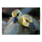 Lakeside (Front Horizontal)