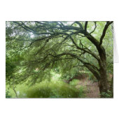 Lakeside Oak at Hilton Head Nature Preserve (Front Horizontal)