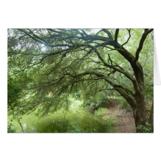 Lakeside Oak at Hilton Head Nature Preserve Cards