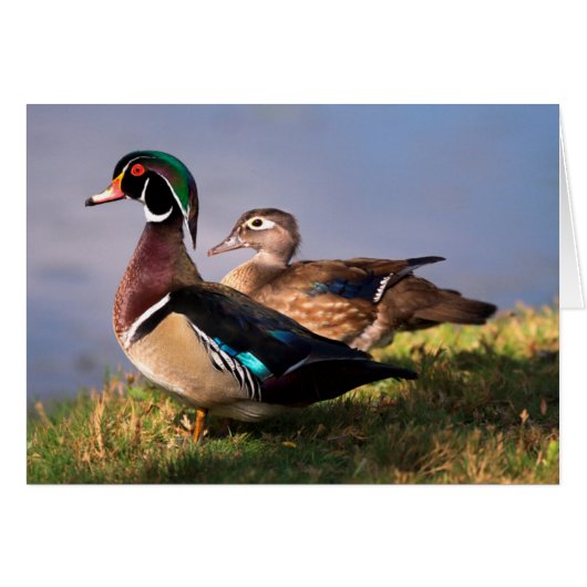 Lakeside, Wood Duck Cards (Front Horizontal)
