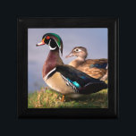 Lakeside, Wood Duck Jewelry Box<br><div class="desc">Jaynes Gallery / DanitaDelimont.com | USA,  North America,  California | USA,  California,  Lakeside,  Wood Duck. Credit as: Christopher Talbot Frank / Jaynes Gallery / DanitaDelimont.com</div>