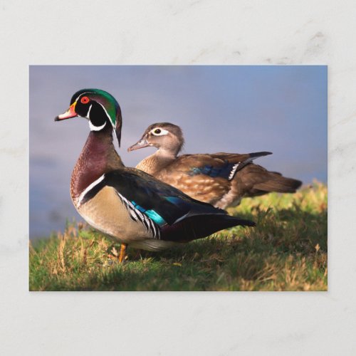 Lakeside Wood Duck Postcard