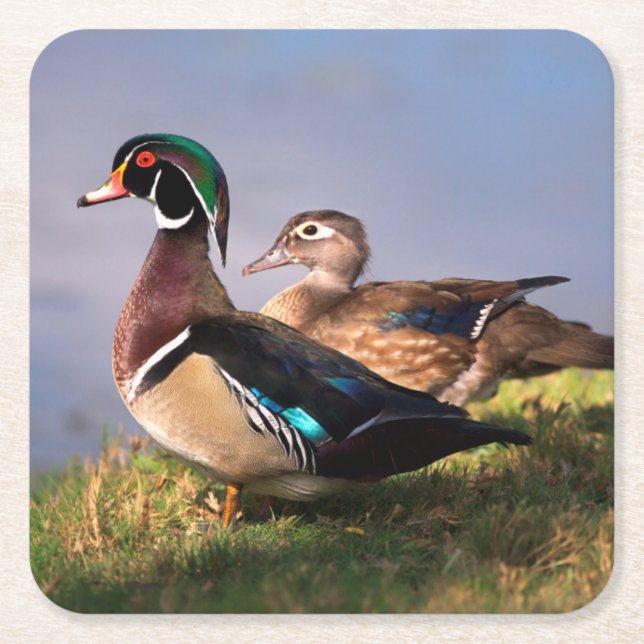 Lakeside, Wood Duck Square Paper Coaster (Front)