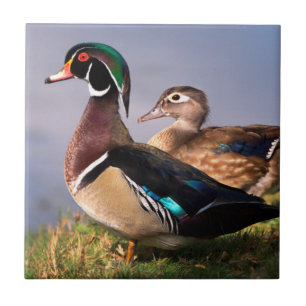 Lakeside, Wood Duck Tile