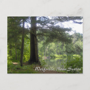 Lakeside Woodland Postcard