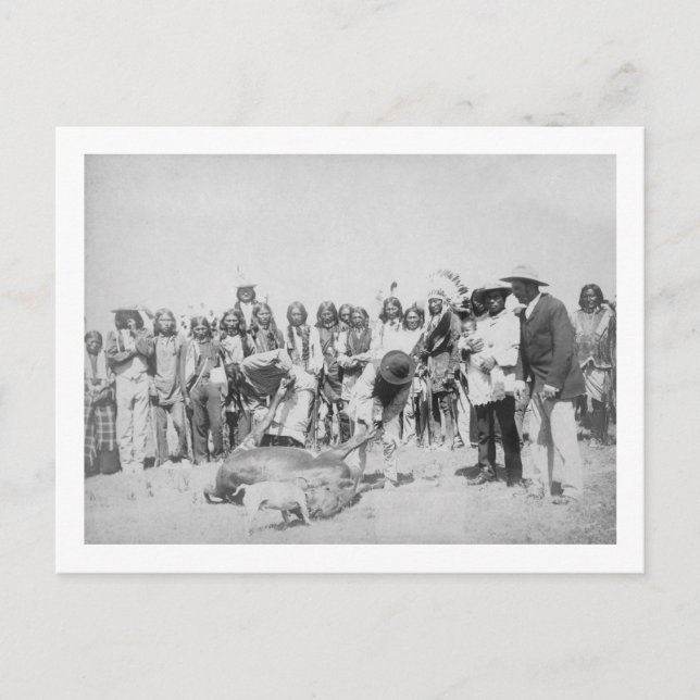 Lakota Indians Skinning Cattle Photograph Postcard (Front)