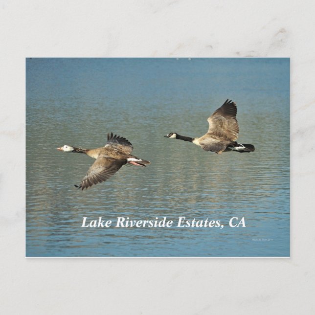 Lakw Riverside Estates, CA Postcard (Front)