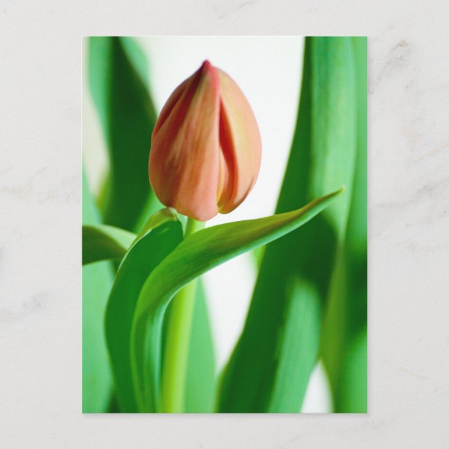lala Tulip Postcard (Front)