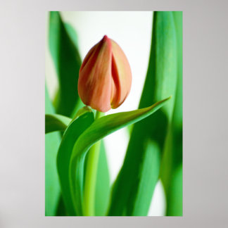 lala Tulip Print