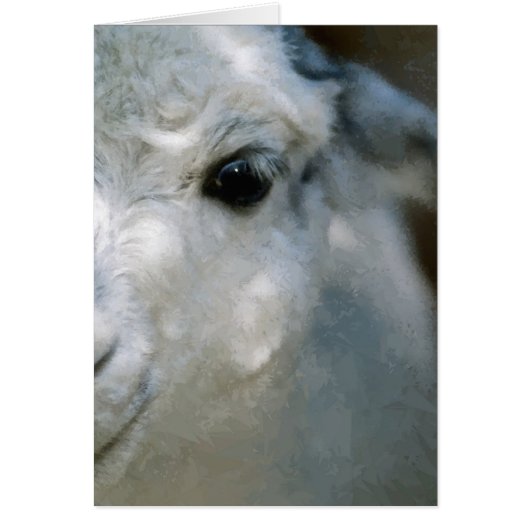 Lama Cards (Front)