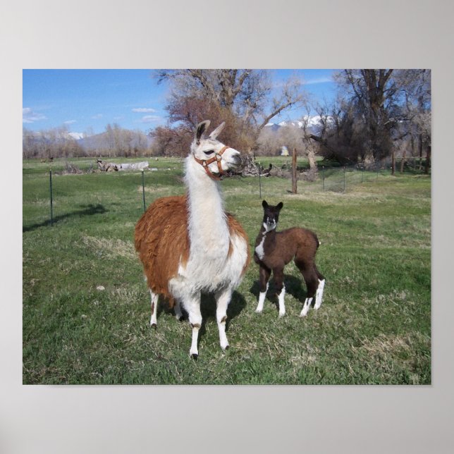 Lama Mama and Llama Baby Poster (Front)