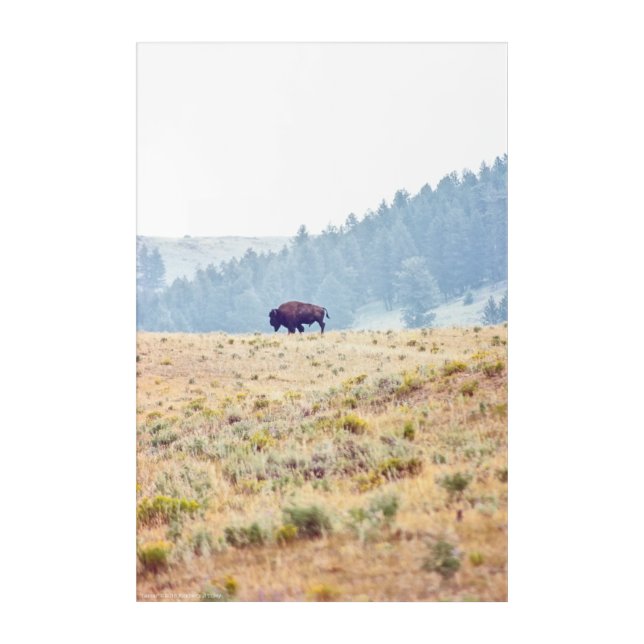 Lamar Acrylic Print (Front)