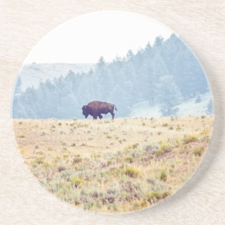 Lamar Coaster