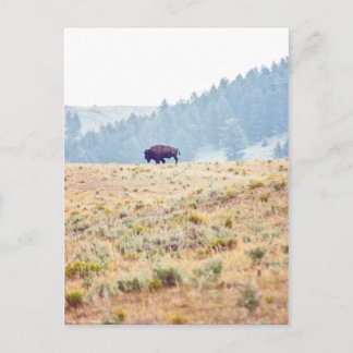 Lamar Postcard