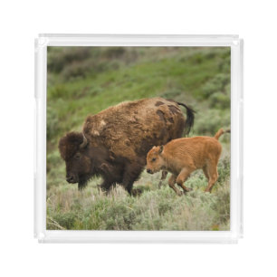 Lamar Valley Mini Stampede Acrylic Tray