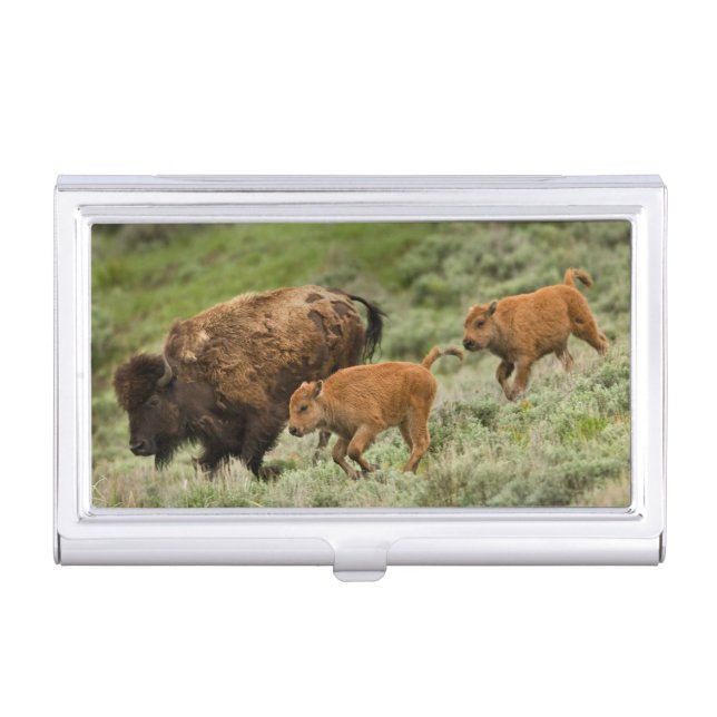 Lamar Valley Mini Stampede Business Card Case (Front)