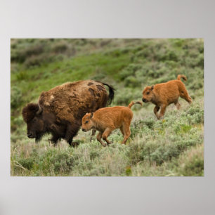 Lamar Valley Mini Stampede Poster