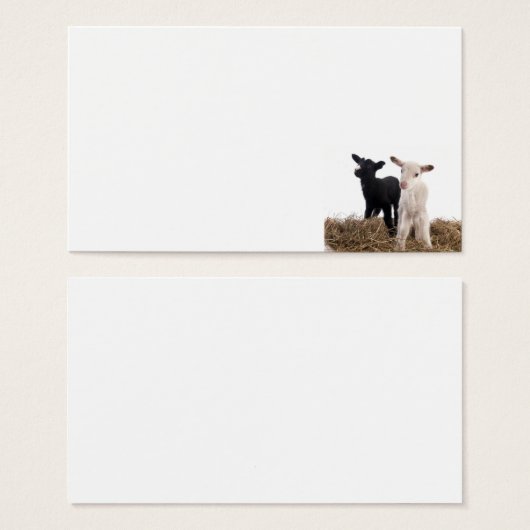 lamb (Front & Back)
