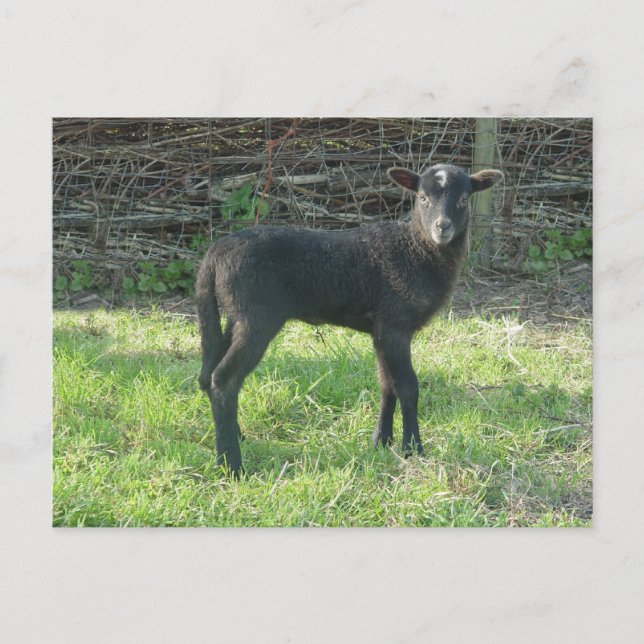 Lamb 2012 - Ladymermaid Postcard (Front)