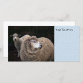 Lamb and Sheep (Front/Back)