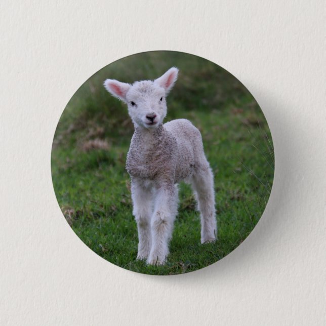 Lamb Baby Sheep Farm Animal Button (Front)