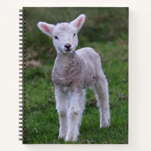 Lamb Baby Sheep Farm Animal Notebook