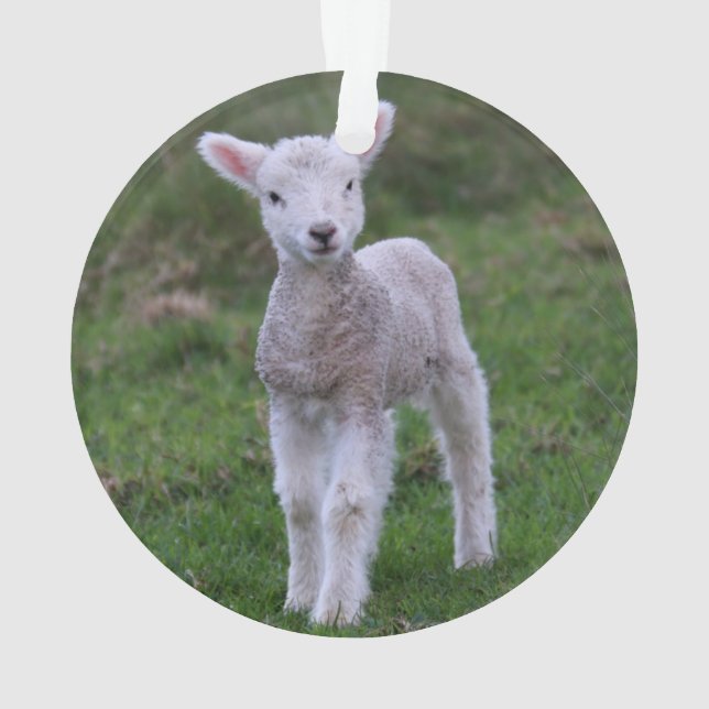 Lamb Baby Sheep Farm Animal Ornament (Back)
