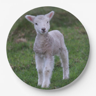 Lamb Baby Sheep Farm Animal Paper Plates