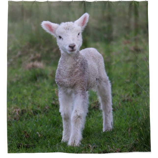 Lamb Baby Sheep Farm Animal Shower Curtain (Front)
