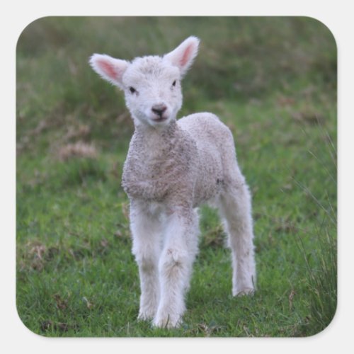 Lamb Baby Sheep Farm Animal Square Sticker