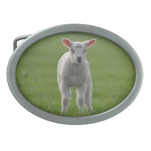 lamb belt buckle