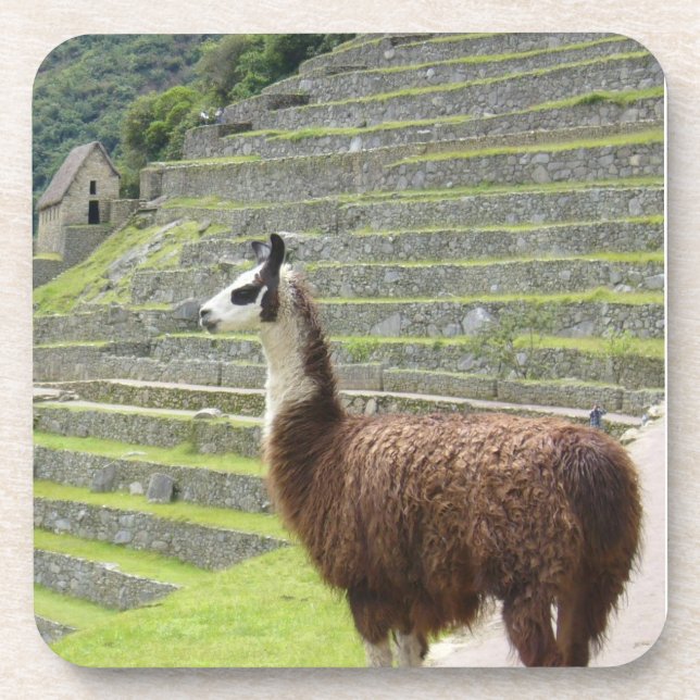 lamb beverage coaster (Front)