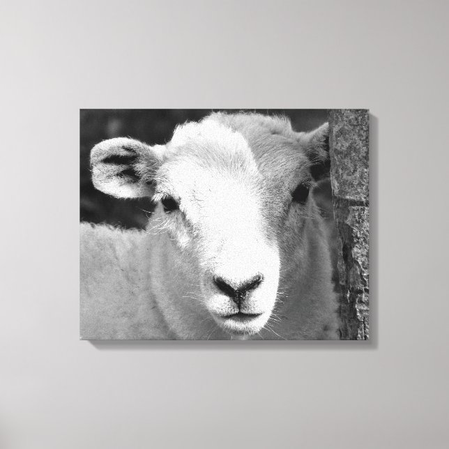LAMB CANVAS PRINT (Front)