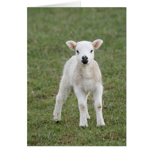 Lamb Cards (Front)