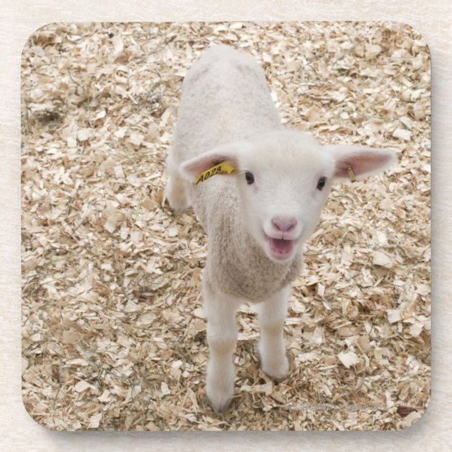 Lamb Coaster (Front)