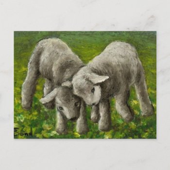 Lamb Fight Postcard by tanyabond at Zazzle