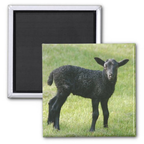 Lamb from Gotland sheep magnet