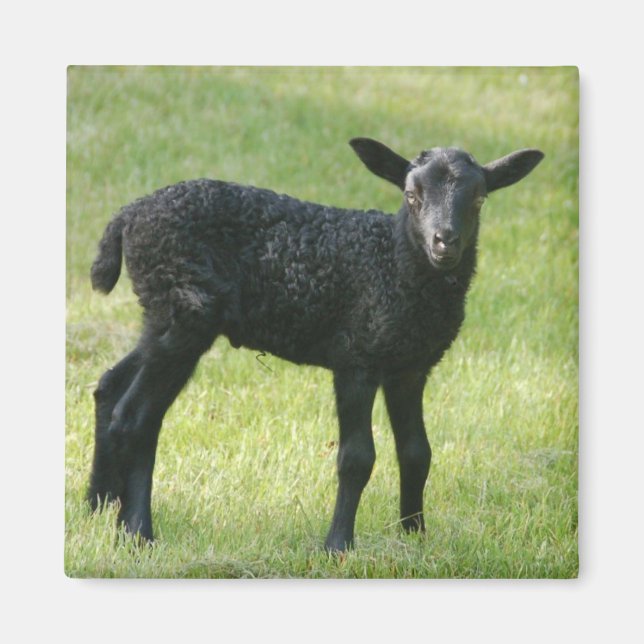 Lamb from Gotland sheep magnet (Front)