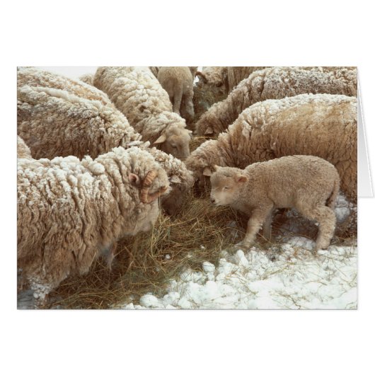 Lamb Greeting Card (Front Horizontal)