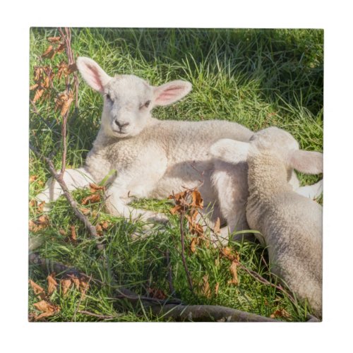 Lamb in spring ceramic tile