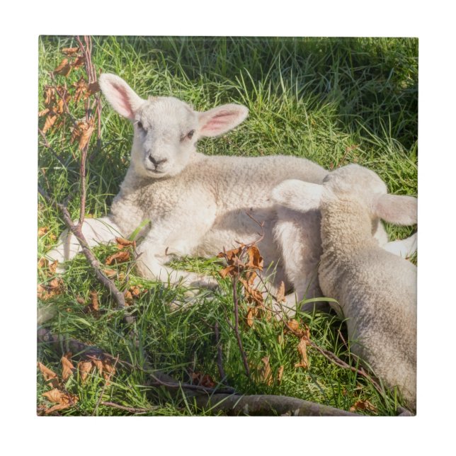 Lamb in spring ceramic tile (Front)
