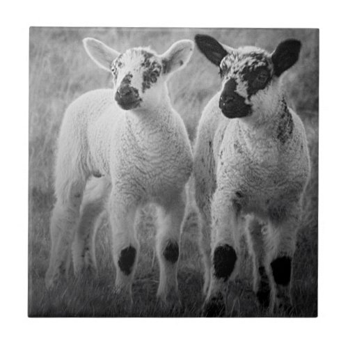 Lamb in spring ceramic tile