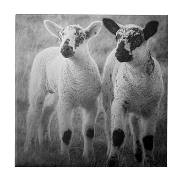 Lamb in spring ceramic tile (Front)