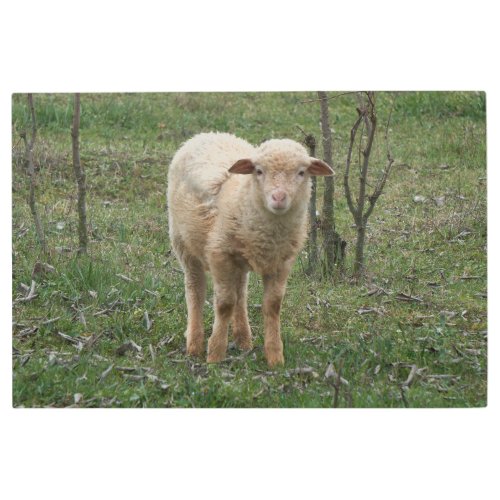 lamb in the farm metal print