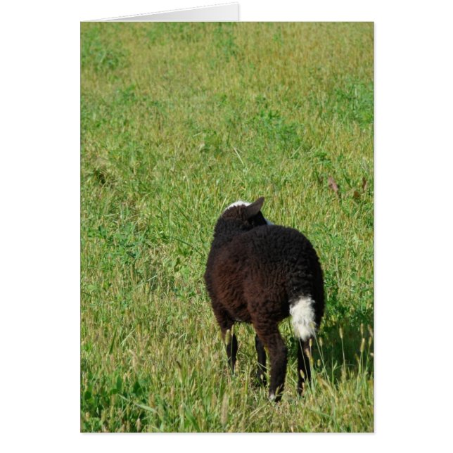 Lamb in the Hay Meadow Cards (Front)
